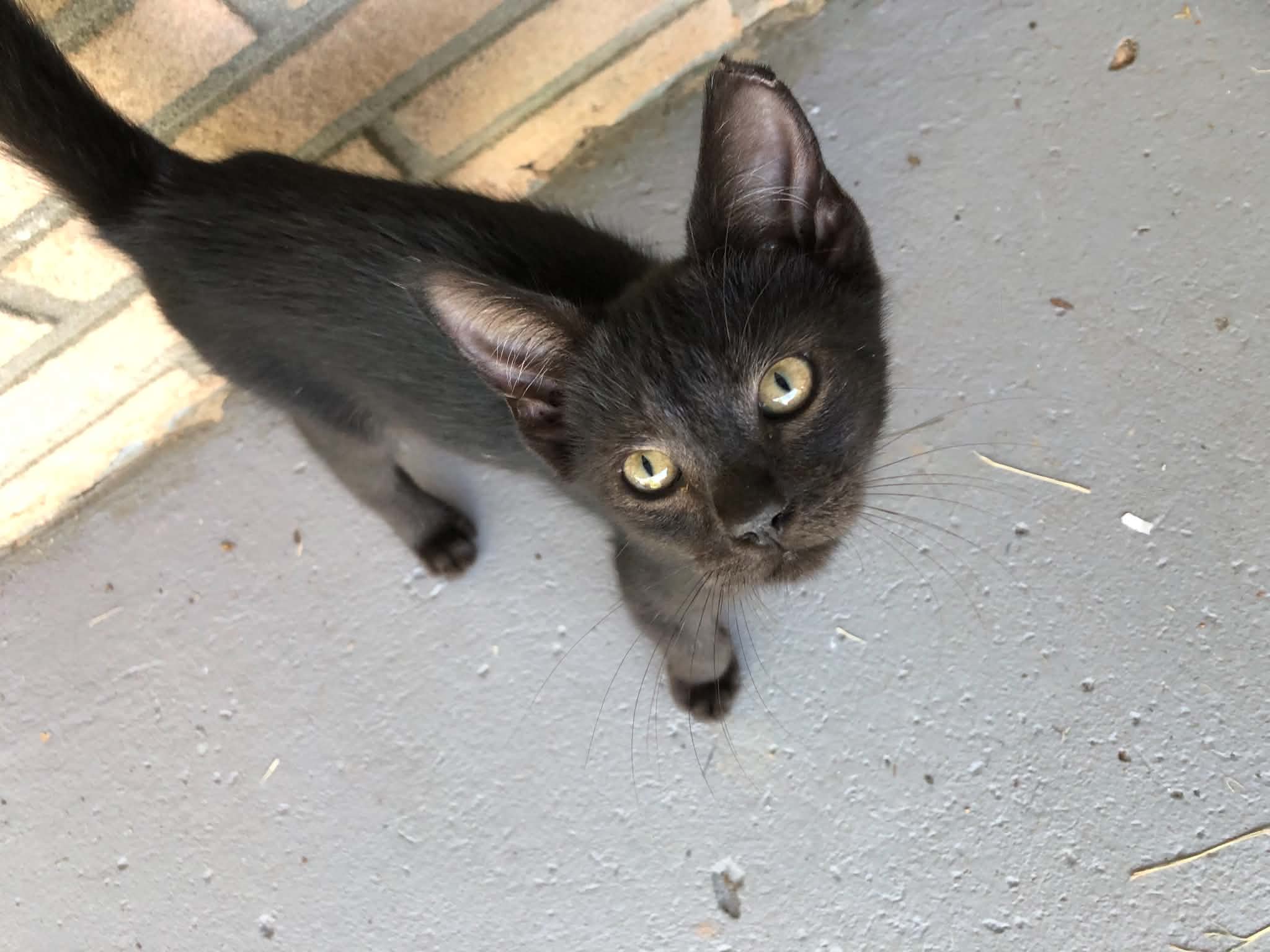 Charlie